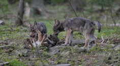 Na Kysuciach videli vlčie mláďatá. Toto je pohľad, aký sa len tak nevidí