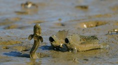 FOTO: Súťaž Comedy Wildlife pozná víťazov. Toto sú najzábavnejšie fotografie z ríše zvierat