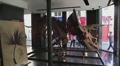 Vydražili fosíliu najväčšieho Triceratopsa. Nový majiteľ za ňu zaplatil oveľa viac, ako sa čakalo