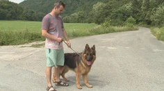 Statočný pes! Konor zachránil život majiteľovi pred medveďom