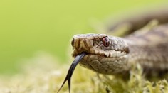 VIDEO: Iba 12-ročné dievča sa pustilo do súboja s nebezpečným hadom. Zachránilo svoje morča pred zožratím