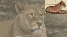 V bojnickej ZOO uhynul vzácny druh levieho mláďata