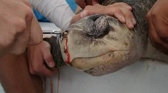 Korytnačka strašne trpela od bolesti. Toto jej vytiahli z nosa