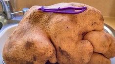 Novozélandský pár objavil na záhrade gigantický zemiak. Rekordér skončí v pálenici