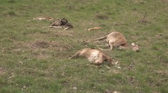 V Novej Vsi nad Váhom objavili množstvo uhynutých zvierat. Niektoré z nich vyzerali byť zastrelené