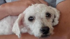 V Chicagu zúri epidémia psej chrípky, nakazilo sa najmenej 1100 zvierat