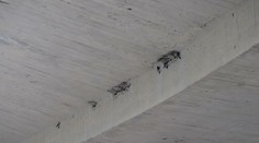 Mesto dalo očistiť Most SNP: Za obeť padla druhá najväčšia kolónia belorítiek v Bratislave