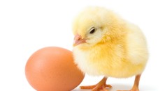Tak čo bolo skôr, kurča alebo vajce? Japonci prišli s odpoveďou
