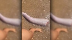 Bizarný nález na austrálskej pláži: More vyplavilo čudo pripomínajúce veľrybí penis