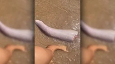 Bizarný nález na austrálskej pláži: More vyplavilo čudo pripomínajúce veľrybí penis