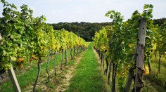 Vinári sa dočkali. Tohtoročná úroda je jedna z najlepších za 10 rokov