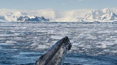 Pri Antarktíde vznikne najväčší morský park na svete
