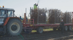 Celé leto ich pestovali a teraz vyorávajú zo zeme. Stromy zo sadu pri Piešťanoch putujú do celého sveta