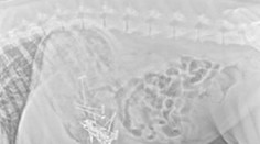 "Pes mi zjedol úlohu," táto výhovorka sa stala skutočnosťou