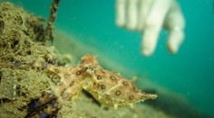 FOTO: Sú ľahko prehliadnuteľné, no smrteľne nebezpečné. Na tieto živočíchy si na dovolenke dajte pozor