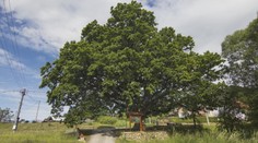 Spoznajte strom roka. Vzácny prastarý dub sa vyníma nad malou dedinkou
