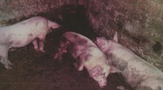 Muchy, smrad a potkany. Každodenná realita jednej ulice v Senci