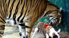 VIDEO: Thajská ZOO rozzúrila ochranárov zvierat. Do výbehu s tigrom vypustili malé prasiatka