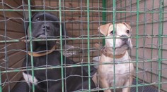 Nechcené psy končia v karanténach či útulkoch. Niektoré plemená však zimu znášajú ťažko