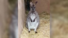 Klokana kúpili deťom pod stromček, ten im utiekol na Štedrý deň. Rodičia prosia o pomoc