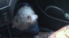 Zrejme poriadne chrapúnstvo. Psíka nechali trpieť dlhé hodiny