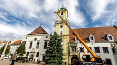 Bratislava už má vianočný stromček. Na záhrade pána Jozefa v Karlovej Vsi stál dlhé roky