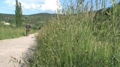 Tráva im prerastá cez hlavu. Dosahuje aj 180 centimetrov