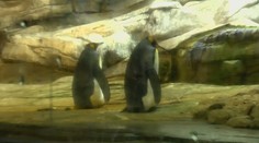 Párik homosexuálnych tučniakov sa stane rodičmi, adoptovali si vajíčko