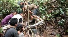 VIDEO: Pátranie po nezvestnej žene malo desivý koniec. Keď odhrnuli konár, práve ju žral gigantický pytón