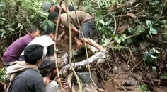 VIDEO: Pátranie po nezvestnej žene malo desivý koniec. Keď odhrnuli konár, práve ju žral gigantický pytón