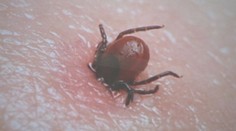 Viete si správne vybrať kliešťa? Na olej a točenie v protismere hodinových ručičiek zabudnite