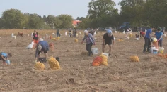 Tradícia, ktorá spája generácie. Rodiny na Zemplíne opäť vyrazili na pole zbierať zemiaky