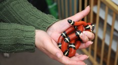 Ľudí v Česku šokoval exotický had. Zamestnankyňa kultúrneho domu ho chytila na čokoládu