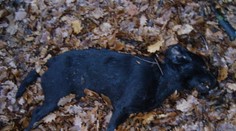 Za dobitie labradora zaplatila trom chlapcom päť eur