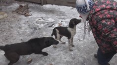 Svedkovia naďalej hovoria o krutom zaobchádzaní so psami v Michalovciach, aj zo strany detí