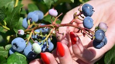 Nie je čučoriedka ako čučoriedka. Pozor na tie, ktoré si kúpite pri ceste