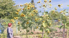 Atrakcia v záhrade neďaleko Levíc. Pán Jozef vypestoval takmer štyri metre vysokú slnečnicu