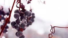 A je tu opäť mrazivá oberačka! Zberači mali na obratie bobúľ iba pár hodín