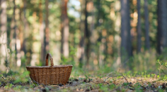 Hubári sú v šoku. V lesoch už nájdete obľúbenú hubu, ktorá sa bežne vyskytuje pred začiatkom leta