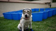 Slávna záchranárska sučka Frida odišla do dôchodku