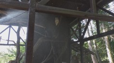 Videli ste už sprchovať sa výra? V bojnickej ZOO sa s horúčavami zvieratá vyrovnávajú rôzne