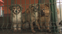 Stop pre mopslíkov a buldočkov? EÚ chystá prelomové zmeny