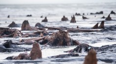 Búrka vo Walese odhalila 5-tisíc rokov starý les