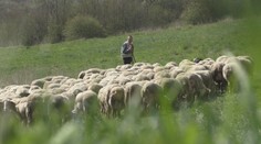 Vytúžená jar má trpkú príchuť. V Brusne na Pohroní podľahol covidu najlepší bača