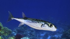 Jadranom sa šíri nebezpečná ryba. Ohrozuje zdravie ľudí i ekosystém