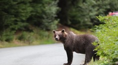 Pri Banskej Bystrici vbehol na cestu medveď. Narazilo doňho viacero áut, zraneniam podľahol
