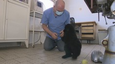 Aká je cesta od šteňaťa k zásadovému policajnému psovi? Na to musí spĺňať viaceré kritériá