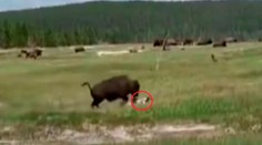 VIDEO: Na ženu zaútočil takmer tonový bizón. Keď zakopla, urobila to najlepšie, čo mohla