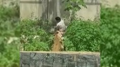 VIDEO: Sníval o práci krotiteľa šeliem. Mladíka pred zrakmi návštevníkov zoo zabila levica