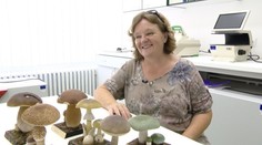 Mykologička: Divím sa, ako málo Slovákov umiera na otravu, keď vidím, ako hubári hazardujú